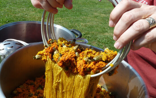 Exploring Nature’s Colors: Making Dyes from Plants